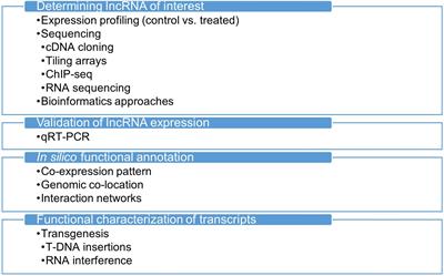 Long Non-coding RNA in Plants in the Era of Reference Sequences